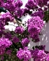 Bougainvillea – vzpomínka na Středomoří na vaší zahradě